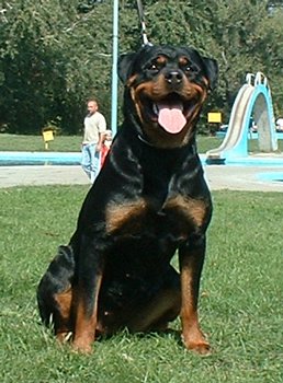 preferatu meu.jpg