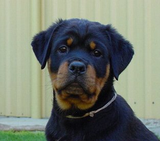 rott mic.jpg